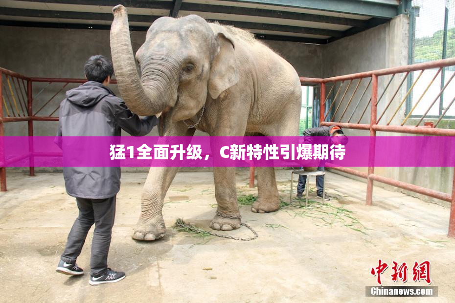 猛1全面升级，C新特性引爆期待