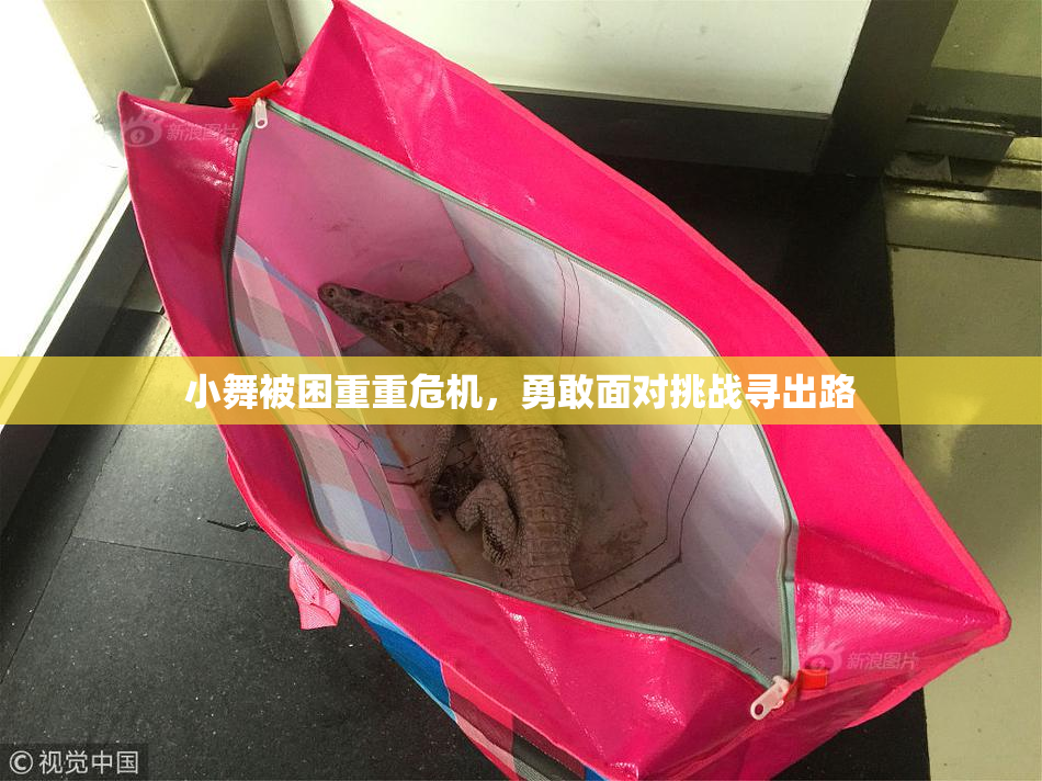 小舞被困重重危机，勇敢面对挑战寻出路
