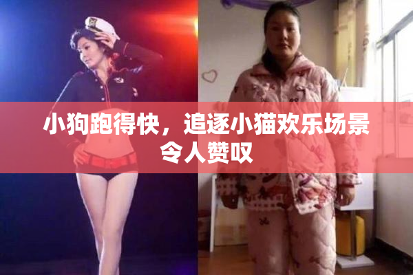 小狗跑得快，追逐小猫欢乐场景令人赞叹