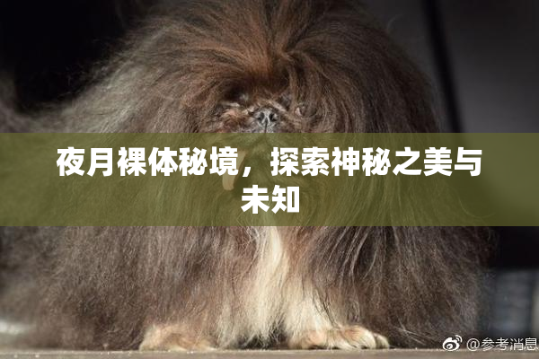 夜月裸体秘境，探索神秘之美与未知