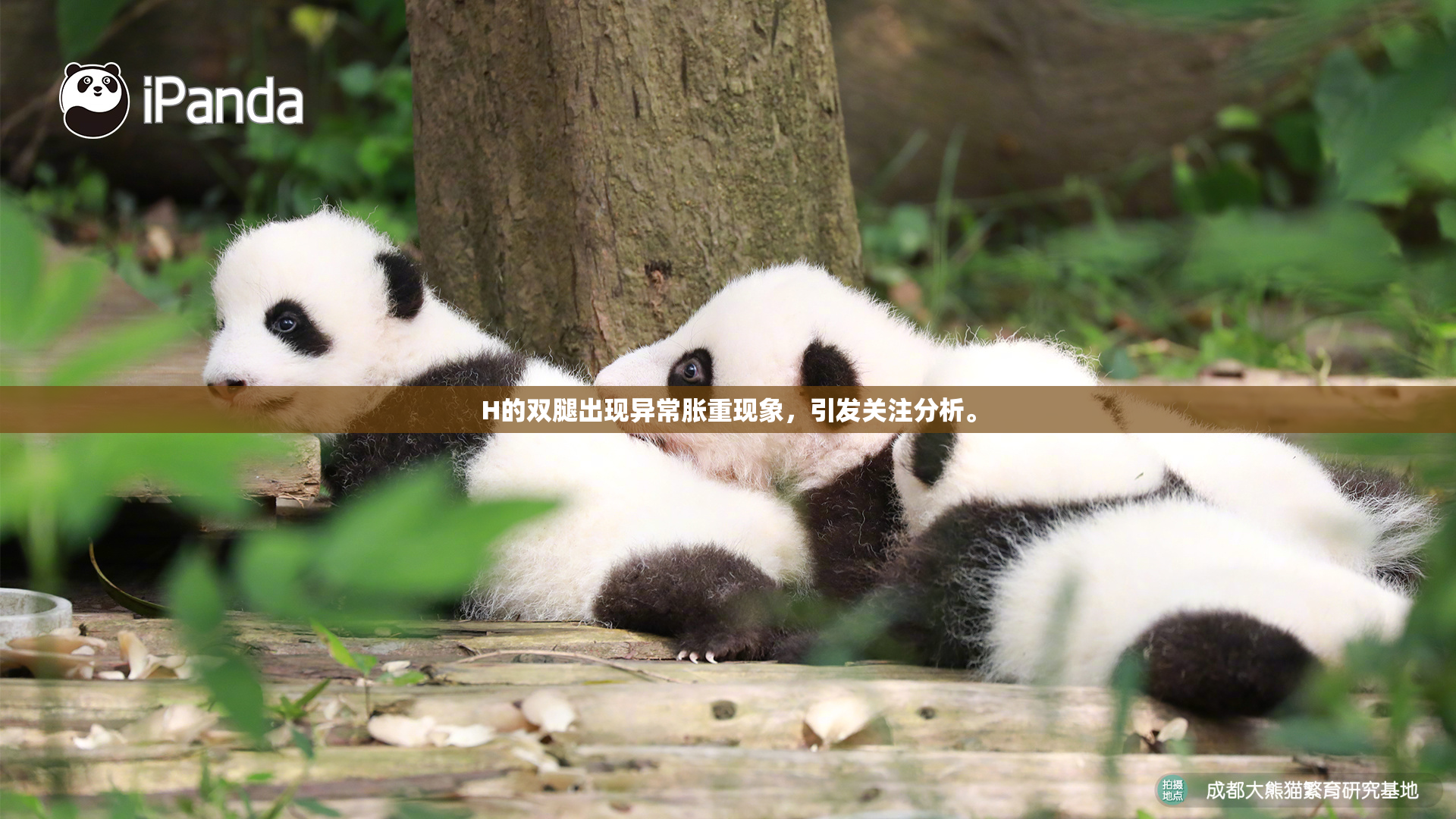 H的双腿出现异常胀重现象，引发关注分析。
