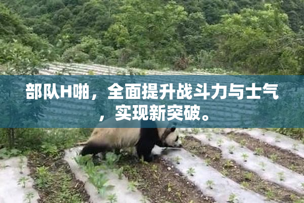 部队H啪，全面提升战斗力与士气，实现新突破。
