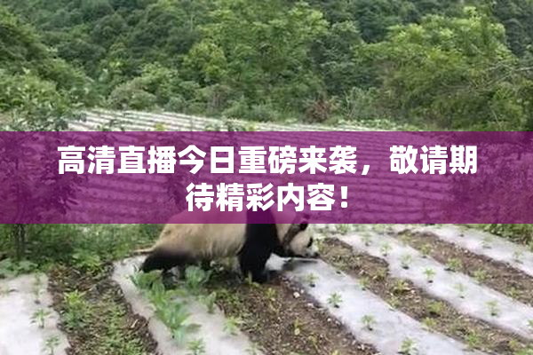 高清直播今日重磅来袭，敬请期待精彩内容！