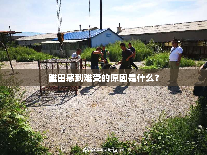 雏田感到难受的原因是什么？