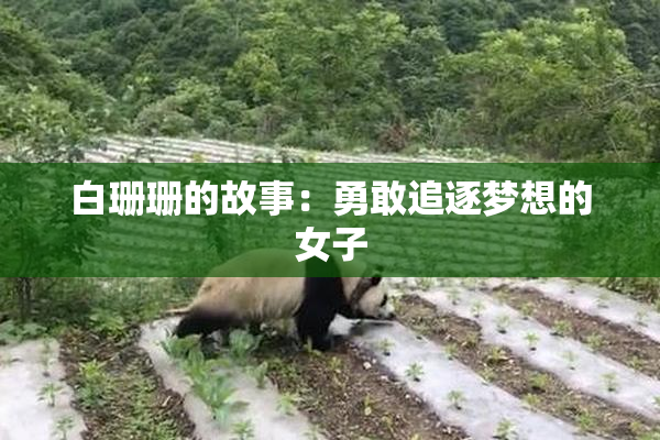 白珊珊的故事：勇敢追逐梦想的女子