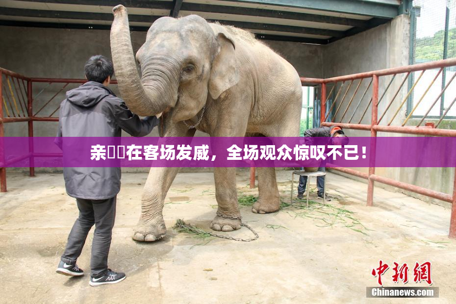 亲妺妺在客场发威，全场观众惊叹不已！