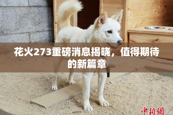 花火273重磅消息揭晓，值得期待的新篇章