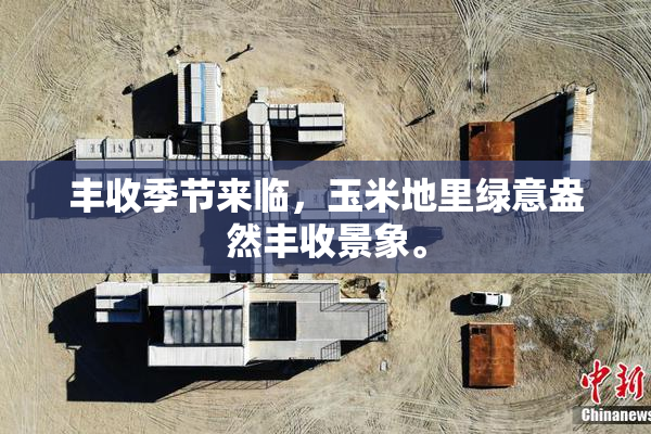 丰收季节来临，玉米地里绿意盎然丰收景象。
