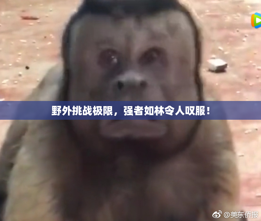 野外挑战极限，强者如林令人叹服！