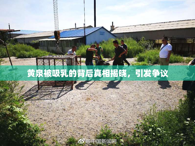 黄泉被吸乳的背后真相揭晓，引发争议
