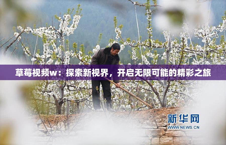 草莓视频w：探索新视界，开启无限可能的精彩之旅