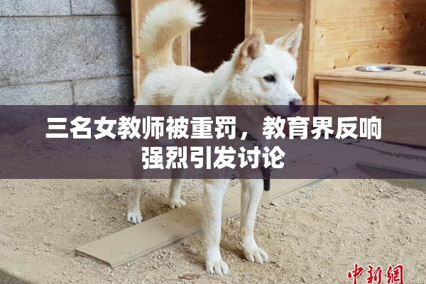 三名女教师被重罚，教育界反响强烈引发讨论