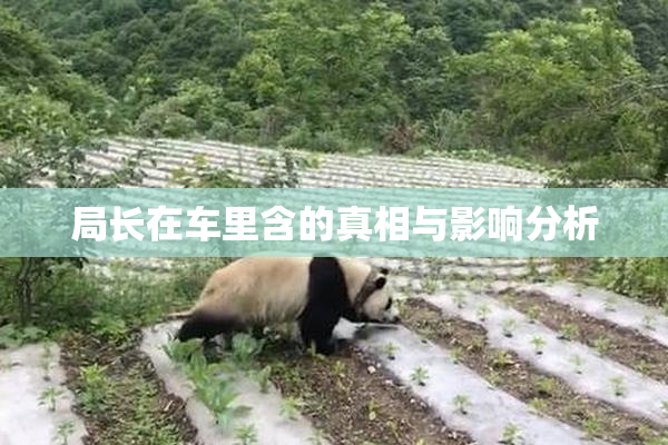 局长在车里含的真相与影响分析