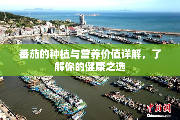 番茄的种植与营养价值详解，了解你的健康之选