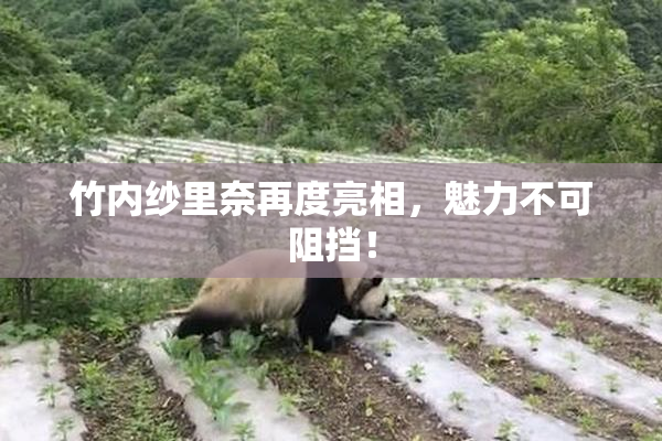 竹内纱里奈再度亮相，魅力不可阻挡！