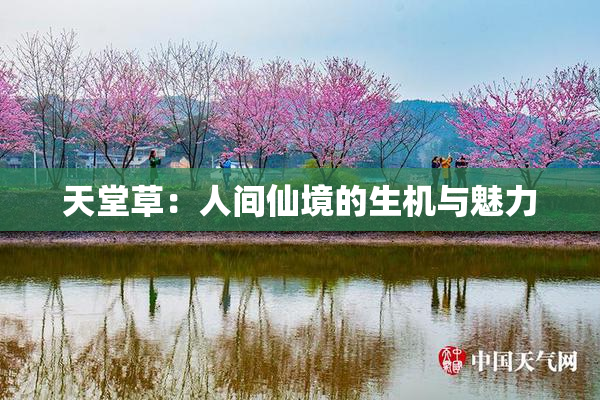 天堂草：人间仙境的生机与魅力
