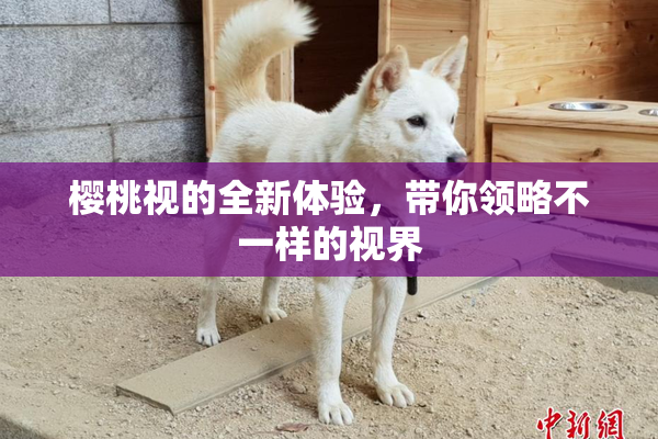 樱桃视的全新体验，带你领略不一样的视界