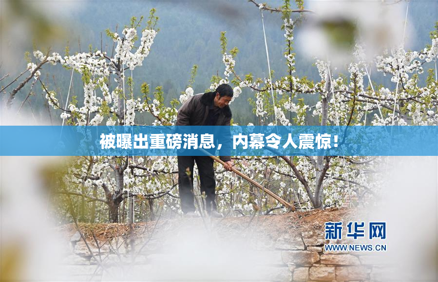 被曝出重磅消息，内幕令人震惊！