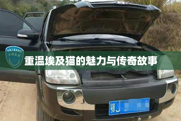 重温埃及猫的魅力与传奇故事