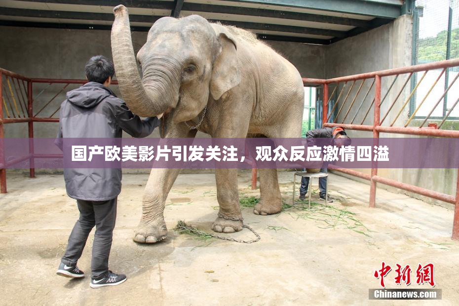 国产欧美影片引发关注，观众反应激情四溢