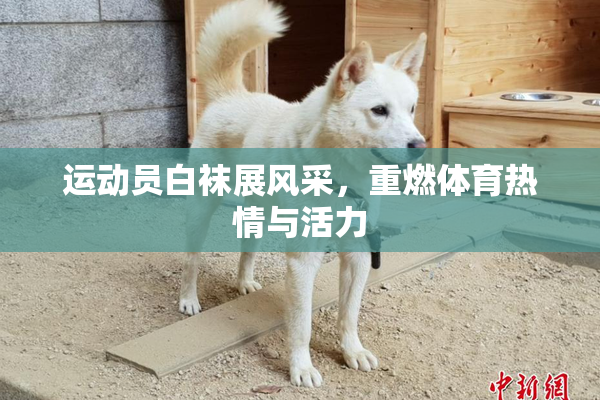运动员白袜展风采，重燃体育热情与活力