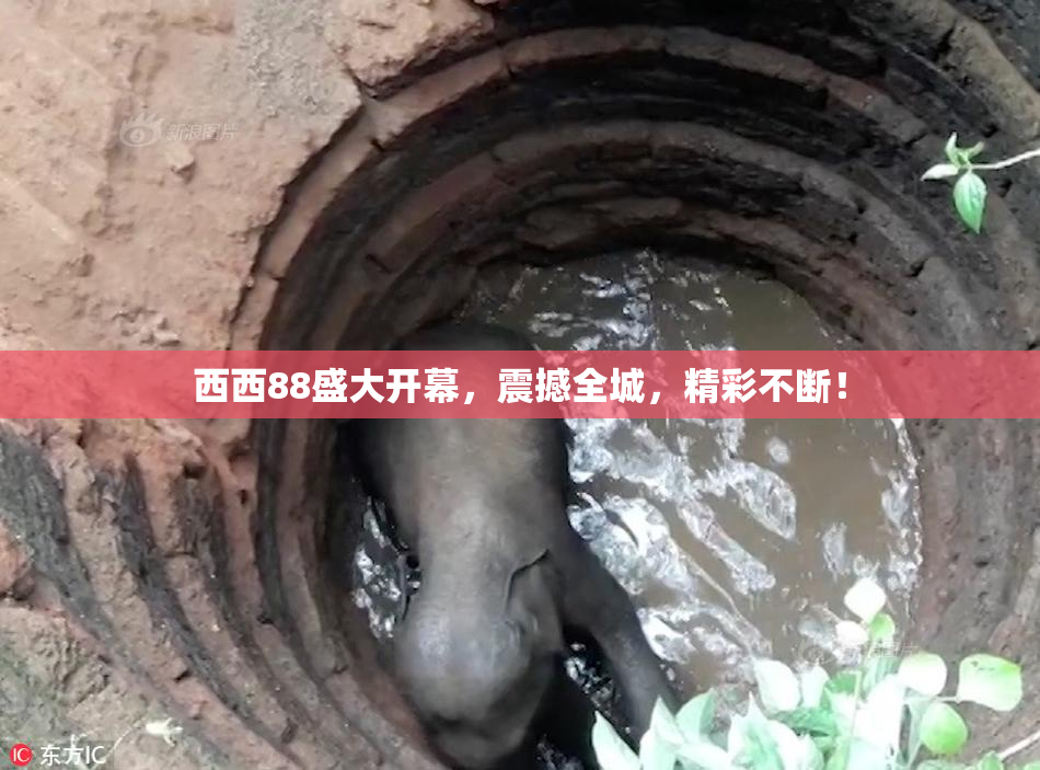 西西88盛大开幕，震撼全城，精彩不断！