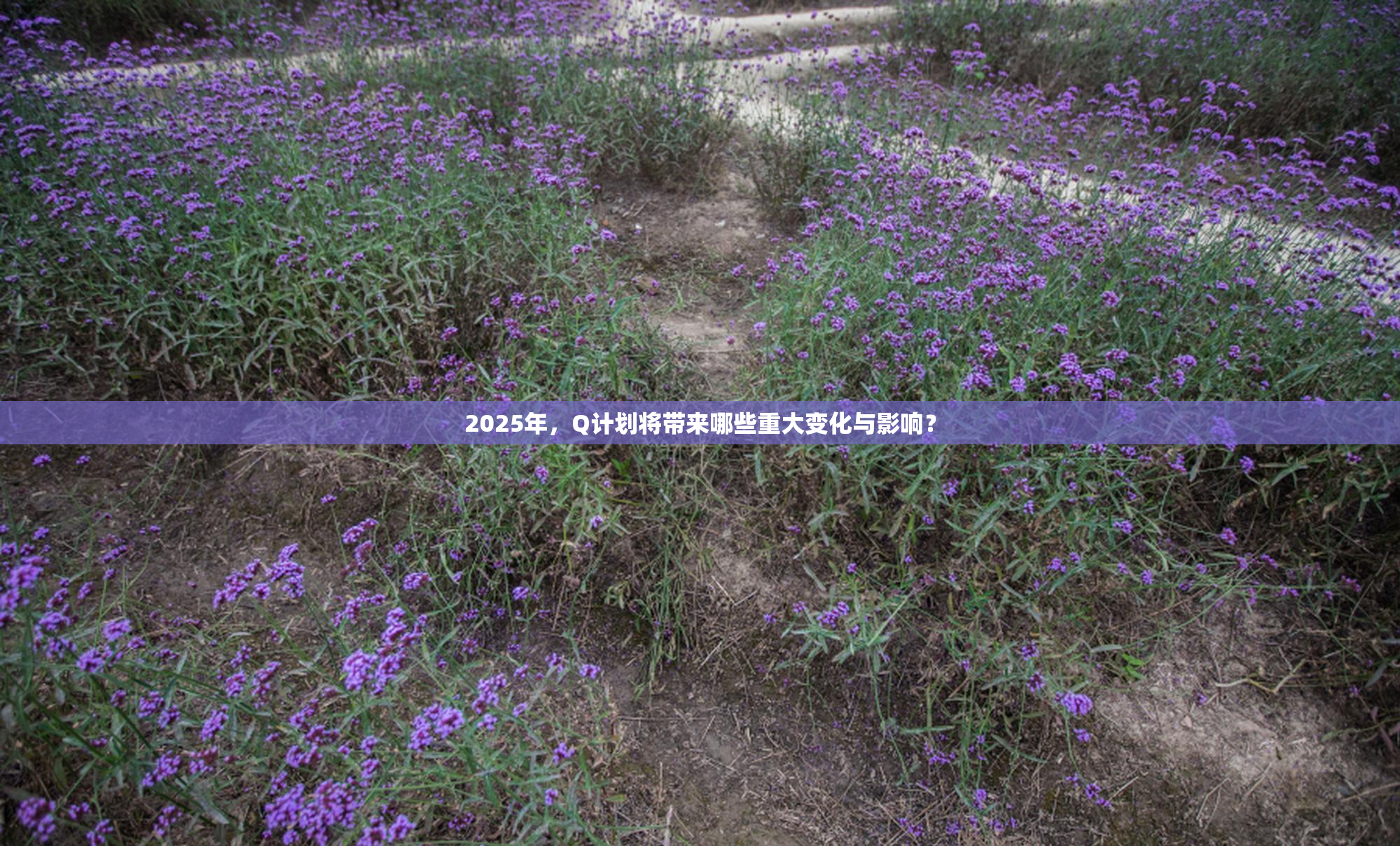 2025年，Q计划将带来哪些重大变化与影响？