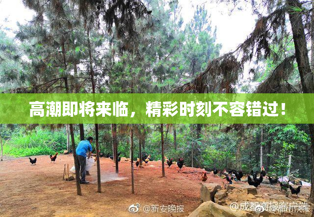 高潮即将来临，精彩时刻不容错过！