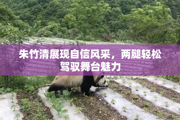 朱竹清展现自信风采，两腿轻松驾驭舞台魅力