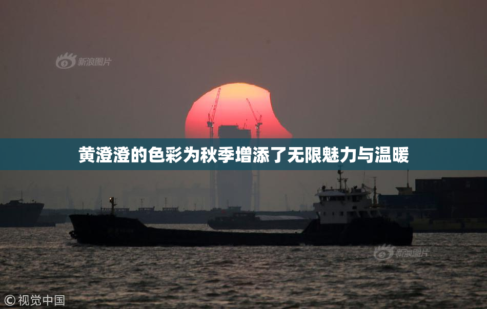 黄澄澄的色彩为秋季增添了无限魅力与温暖