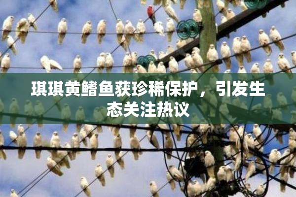 琪琪黄鳍鱼获珍稀保护，引发生态关注热议