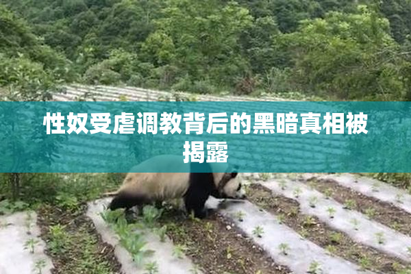 性奴受虐调教背后的黑暗真相被揭露