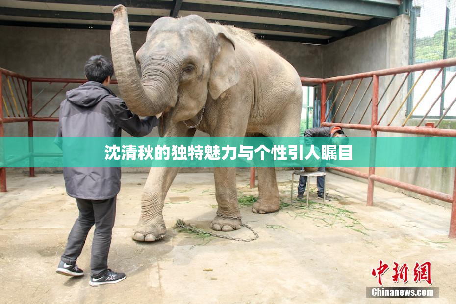 沈清秋的独特魅力与个性引人瞩目