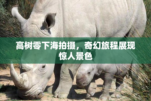高树零下海拍摄，奇幻旅程展现惊人景色