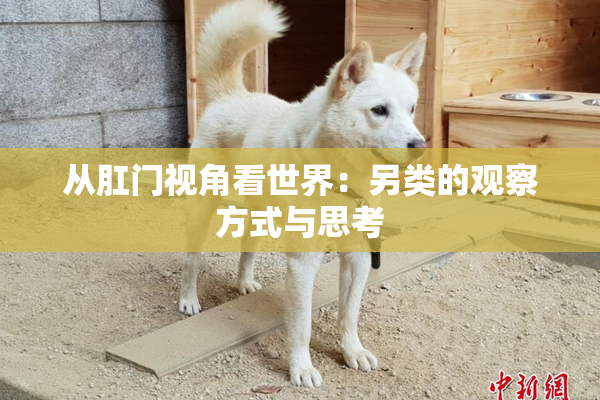 从肛门视角看世界：另类的观察方式与思考