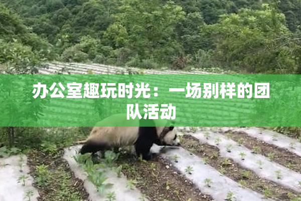 办公室趣玩时光：一场别样的团队活动