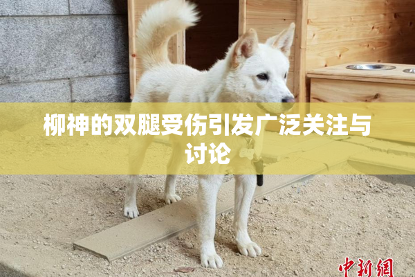 柳神的双腿受伤引发广泛关注与讨论