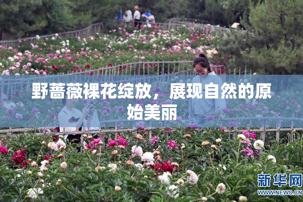 野蔷薇裸花绽放，展现自然的原始美丽