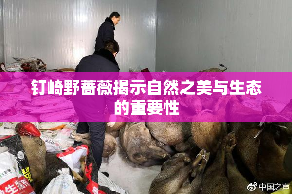 钉崎野蔷薇揭示自然之美与生态的重要性