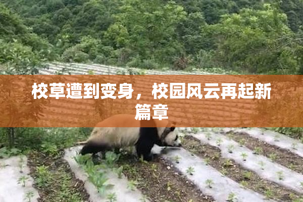 校草遭到变身，校园风云再起新篇章