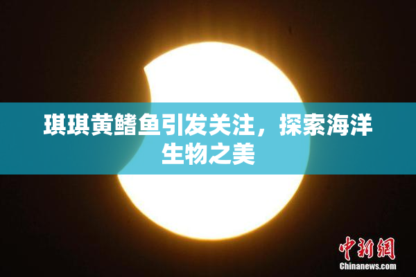 琪琪黄鳍鱼引发关注，探索海洋生物之美