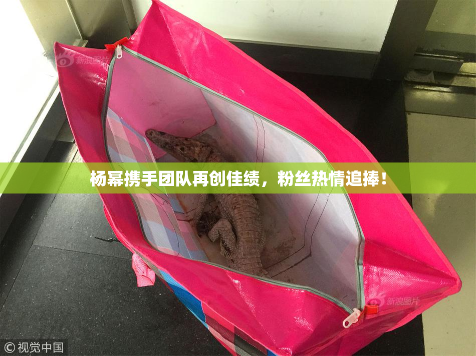 杨幂携手团队再创佳绩，粉丝热情追捧！