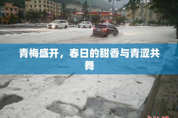 青梅盛开，春日的甜香与青涩共舞