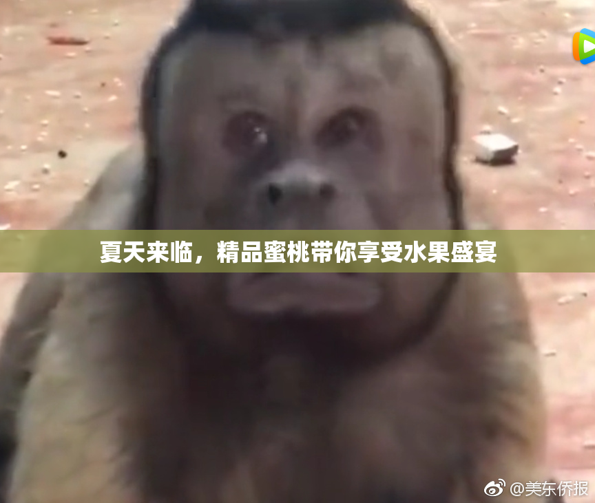 夏天来临，精品蜜桃带你享受水果盛宴