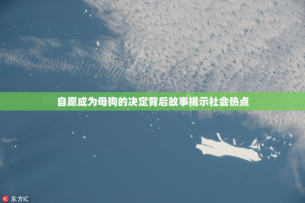 自愿成为母狗的决定背后故事揭示社会热点