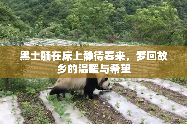 黑土躺在床上静待春来，梦回故乡的温暖与希望