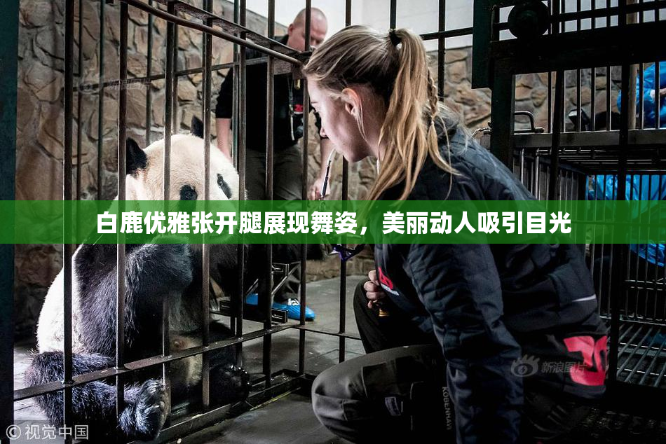白鹿优雅张开腿展现舞姿，美丽动人吸引目光