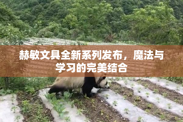 赫敏文具全新系列发布，魔法与学习的完美结合