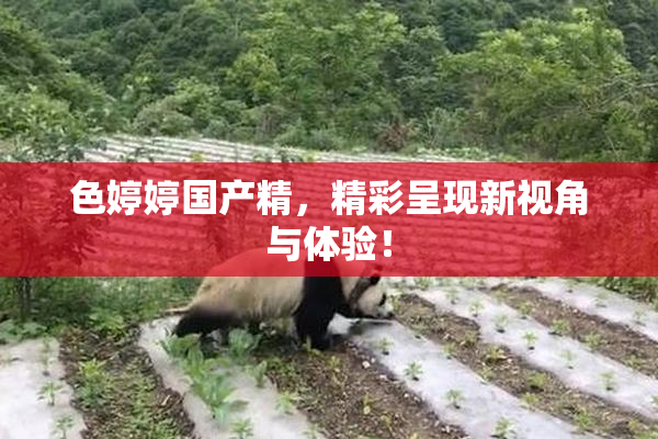 色婷婷国产精，精彩呈现新视角与体验！