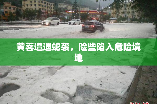 黄蓉遭遇蛇袭，险些陷入危险境地